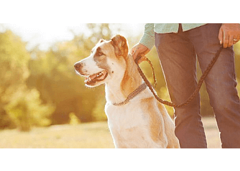 Ajax dog trainer Sit Means Sit Ajax