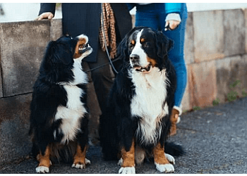 Whitby dog trainer Sit Means Sit Ajax