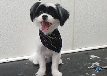Thunder Bay pet grooming Sit'N Pretty