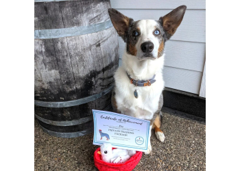 Prince George dog trainer Sit Pretty Behavior & Training