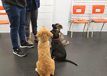 Medicine Hat Dresseurs De Chiens Sit, Stay, Come & Play