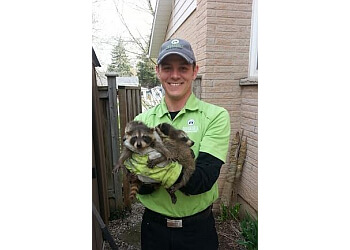 Barrie animal removal Skedaddle Humane Wildlife Control
