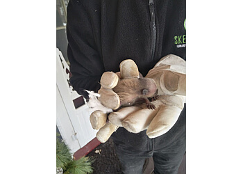 Barrie animal removal Skedaddle Humane Wildlife Control
