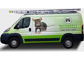 Barrie animal removal Skedaddle Humane Wildlife Control image 1