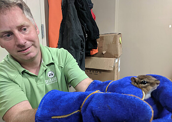 Burlington animal removal Skedaddle Humane Wildlife Control