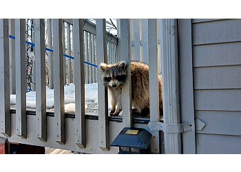 Cambridge animal removal Skedaddle Humane Wildlife Control