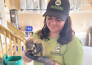 Skedaddle Humane Wildlife Control - Oshawa, ON Élimination Des Animaux - Service Image