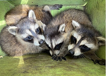 London animal removal Skedaddle Humane Wildlife Control