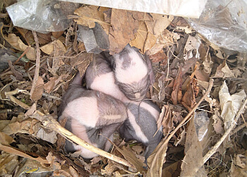 Milton animal removal Skedaddle Humane Wildlife Control Milton