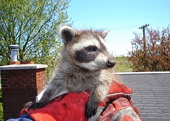 Skedaddle Humane Wildlife Control Mississauga - Mississauga, ON Élimination Des Animaux - Service Image