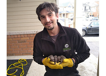 Oshawa animal removal Skedaddle Humane Wildlife Control Oshawa