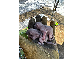 St Catharines animal removal Skedaddle Humane Wildlife Control St. Catharines