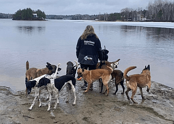 Sudbury Dresseurs De Chiens Skiplyn Kennels