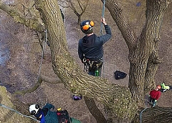 Oshawa tree service Skylark Tree Care