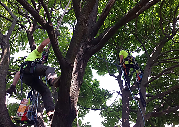 Skylark Tree Care Inc. - Oshawa, ON Services d'arboriculteur - Service Team Image