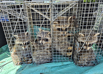 Guelph pest control Sleep Easy Pest Control