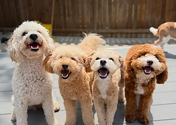 Smoochie Poochies - Windsor, ON Dog Trainers - Puppy Image