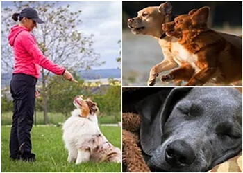 Windsor dog trainer Smoochie Poochies