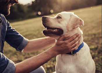 Brantford Dresseurs De Chiens Spartan Canine Training