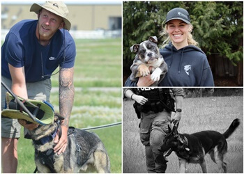 Brantford Dresseurs De Chiens Spartan Canine Training