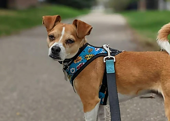 Spot Dog Walkers - Calgary, AB Dog Walkers - Service Highlights