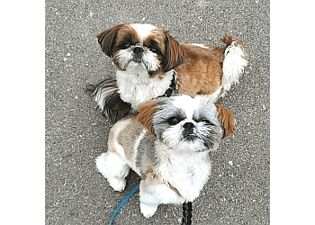 Calgary dog walker Spot Dog Walkers
