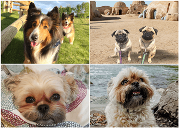 Calgary dog walker Spot Dog Walkers