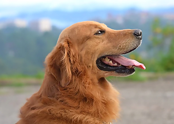 Spot Dog Walkers - Calgary, AB Dog Walkers - Business Gallery Image