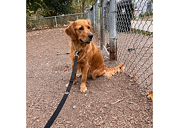 Toronto dog walker Spot Dog Walkers