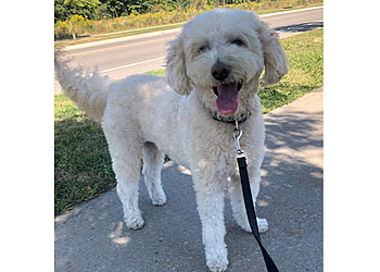 Toronto Promeneurs De Chiens Spot Dog Walkers