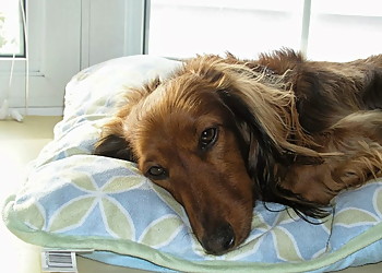 St. Jacob's Dog Spaw St. Jacob's Dog Spaw - Waterloo, ON Salons de Toilettage Pour Animaux De Compagnie - Service Image
