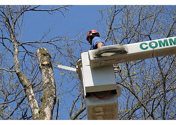 Gatineau tree service Steve's Professional Tree Care