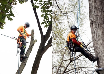 Oakville tree service Storybook Tree Services