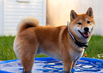 Brossard Dresseurs De Chiens Studio Anima-Pro Brossard