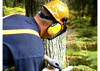 Port Coquitlam tree service StumpMaster