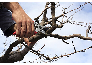 Port Coquitlam tree service StumpMaster