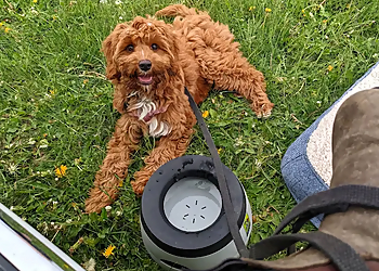Sublime Canine Services - Halifax, NS Dog Trainers - Dog Image