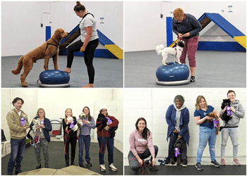 Halifax dog trainer Sublime Canine Services