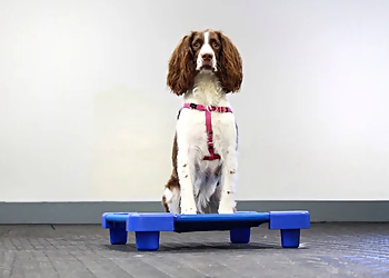 Sublime Canine Services - Halifax, NS Dog Trainers - Dog Training Image