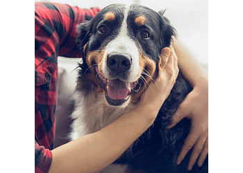 Mississauga Dresseurs De Chiens Suburban Paws