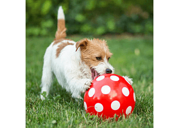 Mississauga Dresseurs De Chiens Suburban Paws