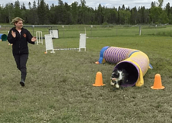 Sudbury Dresseurs De Chiens Sudbury & District Kennel Club Inc