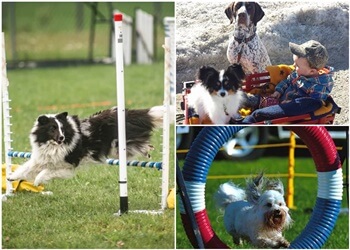 Sudbury Dresseurs De Chiens Sudbury & District Kennel Club Inc