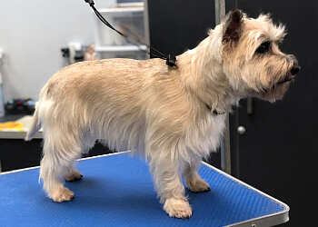 Coquitlam pet grooming Suds 'n' Scissors