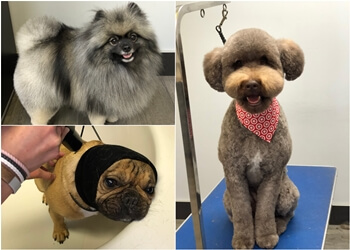 Coquitlam pet grooming Suds 'n' Scissors