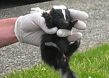 Abbotsford animal removal Summit Wildlife Solutions