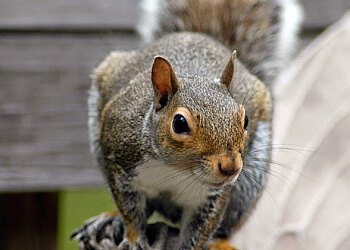 Abbotsford animal removal Summit Wildlife Solutions