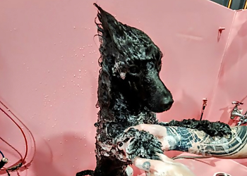 Sunshine Dog Grooming Inc. - Calgary, AB Salons de Toilettage Pour Animaux De Compagnie - Project Image