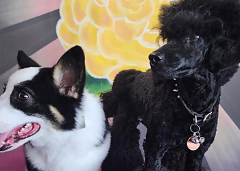 Sunshine Dog Grooming Inc. - Calgary, AB Salons de Toilettage Pour Animaux De Compagnie - Service Team Image
