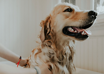 Sunshine Dog Grooming Inc. Sunshine Dog Grooming Inc. - Calgary, AB Salons de Toilettage Pour Animaux De Compagnie - Service Image